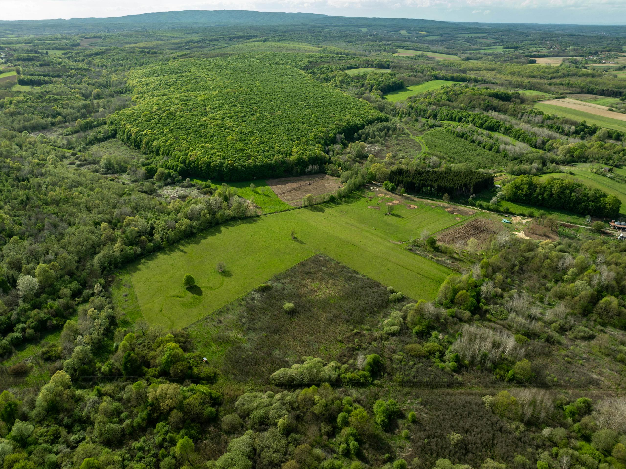 Forêt dense biodiversité